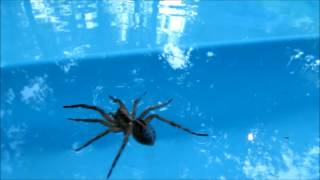 Wolf Spider Running Walking Swimming on Water [upl. by Aem]