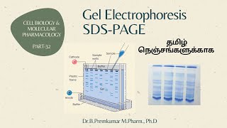 Gel electrophoresis SDSPAGECBMP32Tamil [upl. by Elik]