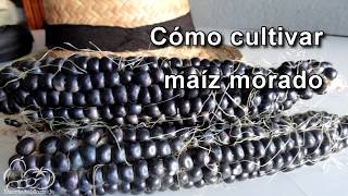 Cómo sembrar y cultivar maíz morado How to Plant Corn Seeds [upl. by Enelam]