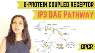 IP3 DAG PATHWAY  GPROTEIN COUPLED RECEPTOR GPCR [upl. by Donnie551]