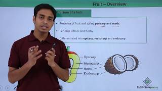 Class 11th – Fruit – Overview  Morphology of Flowering Plants  Tutorials Point [upl. by Ailegave]