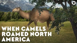 When Camels Roamed North America [upl. by Beasley]