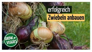 Zwiebeln erfolgreich anbauen  Gemüseanbau im Garten [upl. by Eecyac502]