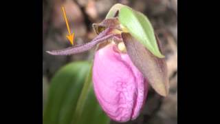 Plant portrait  Pink ladys slipper Cypripedium acaule [upl. by Stetson859]