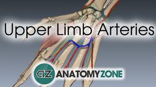 Upper Limb Arteries  Hand and Wrist  3D Anatomy Tutorial [upl. by Ilagam825]