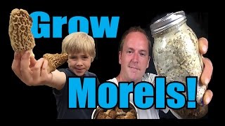 How to Grow Morel Mushrooms At HOME [upl. by Airpac935]