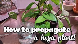 How To Propagate A Hoya  Water Propagation Method [upl. by Ria708]