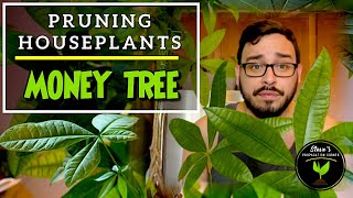 How To PRUNE Money Tree Plant Pachira aquatica  Pruning Big Houseplants [upl. by Nevah217]