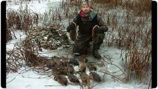 Ultimate Muskrat Trapping [upl. by Skyla]