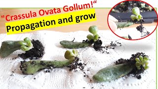 Step 2 Easy Propagation and grow quotCrassula Ovata Gollumquot [upl. by Luigino]