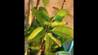 Leaf of Life Benefits bryophyllum pinnatum Medicinal Herb Plants [upl. by Lara]