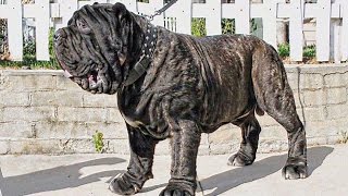 AMERICAN MOLOSSUS RECREATING AN ANCIENT DOG BREED [upl. by Brenan]