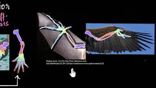 Homologous amp analogous structures  Heredity amp Evolution  Biology  Khan Academy [upl. by Edwards]