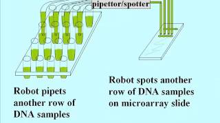 DNA Technologies DNA Microarrays [upl. by Assehc]