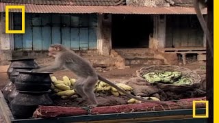 Drunk Monkeys  National Geographic [upl. by Capone]