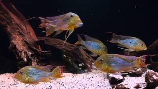 South American Biotope  Geophagus altifrons [upl. by Fitzger]