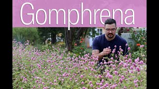 Growing Gomphrena from Seed • Heat Tolerant Cut Flower [upl. by Klina]