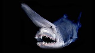 TOP 10 Strangest SHARK Species [upl. by Alyk]