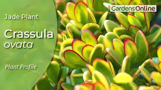 Crassula ovata  how to grow and propagate [upl. by Myers]