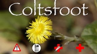 Coltsfoot Edible Medicinal amp Cautions [upl. by Perusse161]