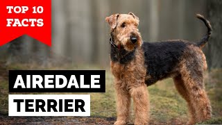 Airedale Terrier  Top 10 Facts [upl. by Nyletac]