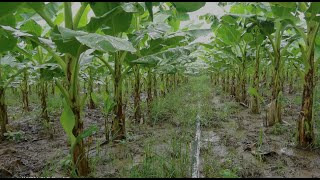 banana plantation techniques  banana field overview [upl. by Ahsirtal]