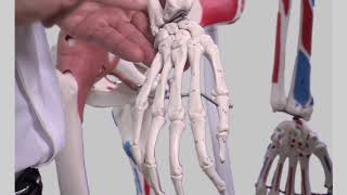 Surface anatomy of the upper limbs [upl. by Aicitan]