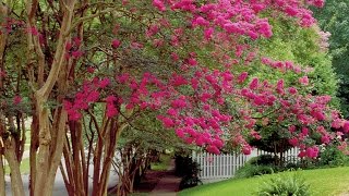 How To Prune Crepe Myrtles  Southern Living [upl. by Elletsirhc]