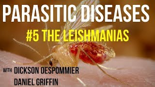 Parasitic Diseases Lectures 5 The Leishmanias [upl. by Kenimod40]