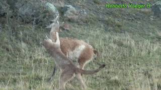 Puma cazando a un guanaco  Torres del Paine [upl. by Misaq221]