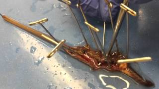 BMED 3110 Earthworm Dissection Tutorial [upl. by Ym829]