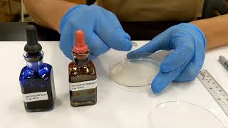 Diffusion in Agar Setup [upl. by Gile]