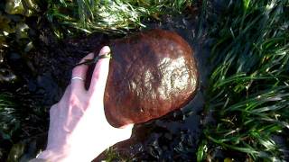 Gumboot Chiton Cryptochiton stelleri or Giant Pacific Chiton or Wandering Meatloaf [upl. by Kcirddet496]