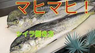 魚の捌き方シイラ捌き方！マヒマヒ！ [upl. by Vito]