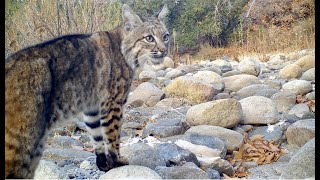 Two Bobcats screaming at each other [upl. by Lowson]