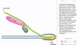 Eukaryotic transcription Animation [upl. by Phemia]