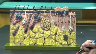 Integumentary System Anatomy and Physiology I Lab [upl. by Dekeles358]