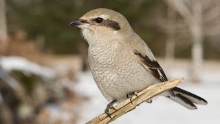 Northern Shrike [upl. by Bank]