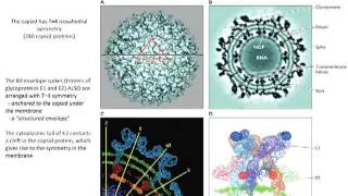 Structure of viruses Lecture 4 [upl. by Marko]