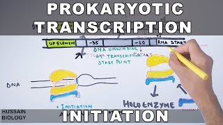 Prokaryotic Transcription Initiation and Elongation [upl. by Maze]