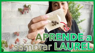 ¿Cómo SEMBRAR LAUREL con semillas en maceta 🌿 FÁCIL Y RÁPIDO⚡️ [upl. by Ahsinehs]