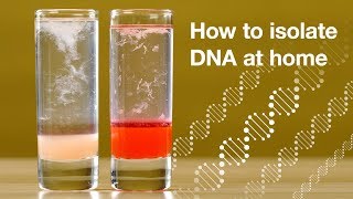 Home DNA extraction [upl. by Haras382]