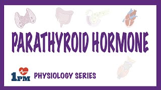 Parathyroid Hormone PTH  Endocrinology [upl. by Poppas]