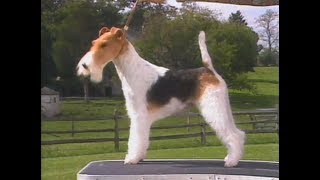 Fox Terrier Wire  AKC Dog breed series [upl. by Mcevoy]