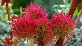 Tutorial 47 RICINUS COMMUNIS [upl. by Zuleika]