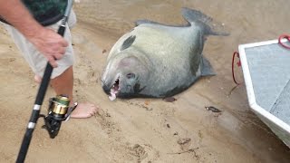 GIANT PIRANHAS Discovered In Amazon [upl. by Navlys367]