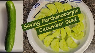 Saving Parthenocarpic Cucumber Seed [upl. by Tabby]