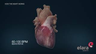 Heart in 3D Animation How the Heart Works [upl. by Abbi172]