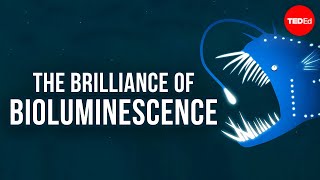 The brilliance of bioluminescence  Leslie Kenna [upl. by Wadsworth]