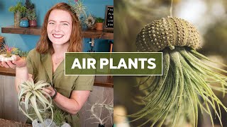 Air Plants Tillandsia 101  Care Tips amp Fun Facts [upl. by Eirrac109]